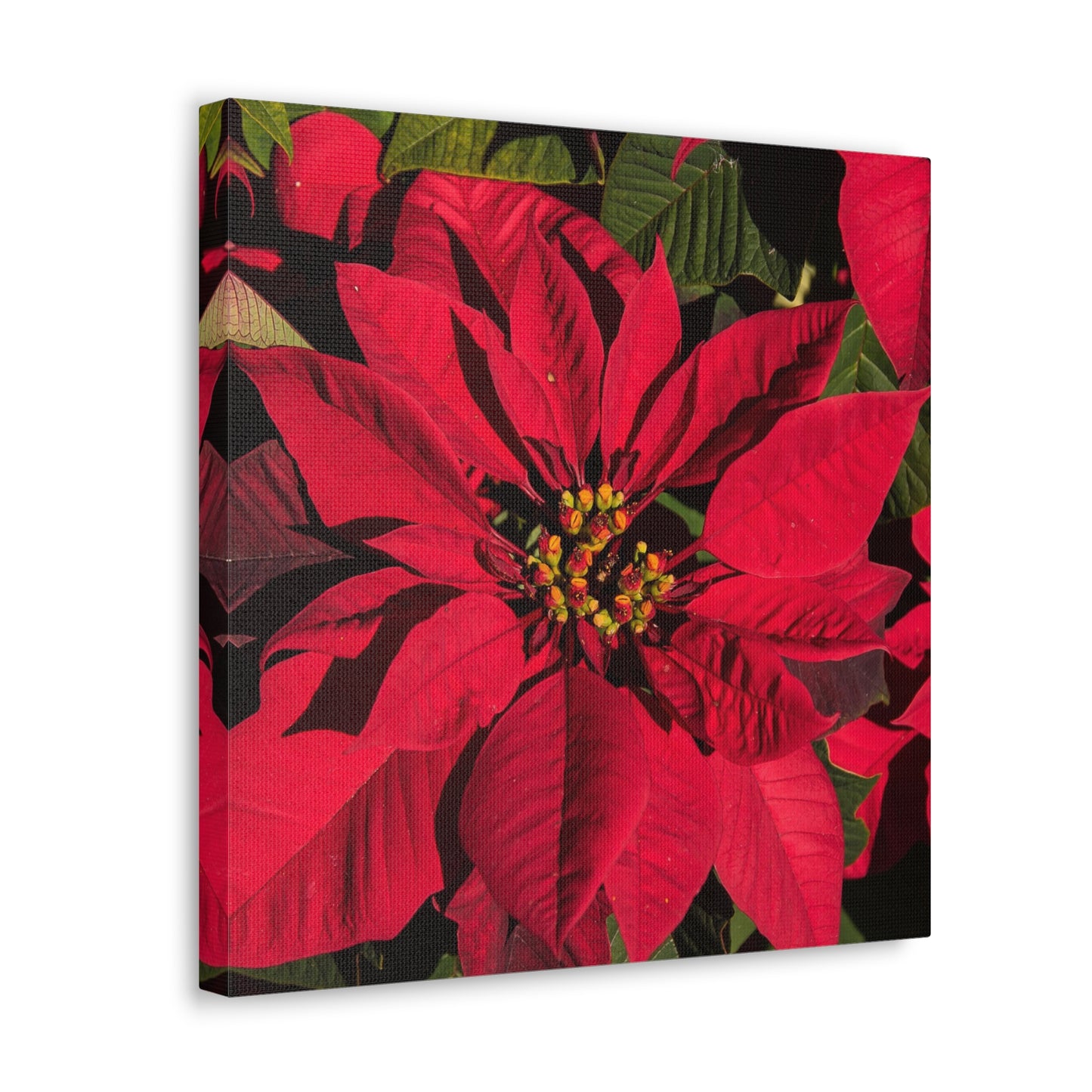 Christmas Poinsettia Canvas Gallery Wrap