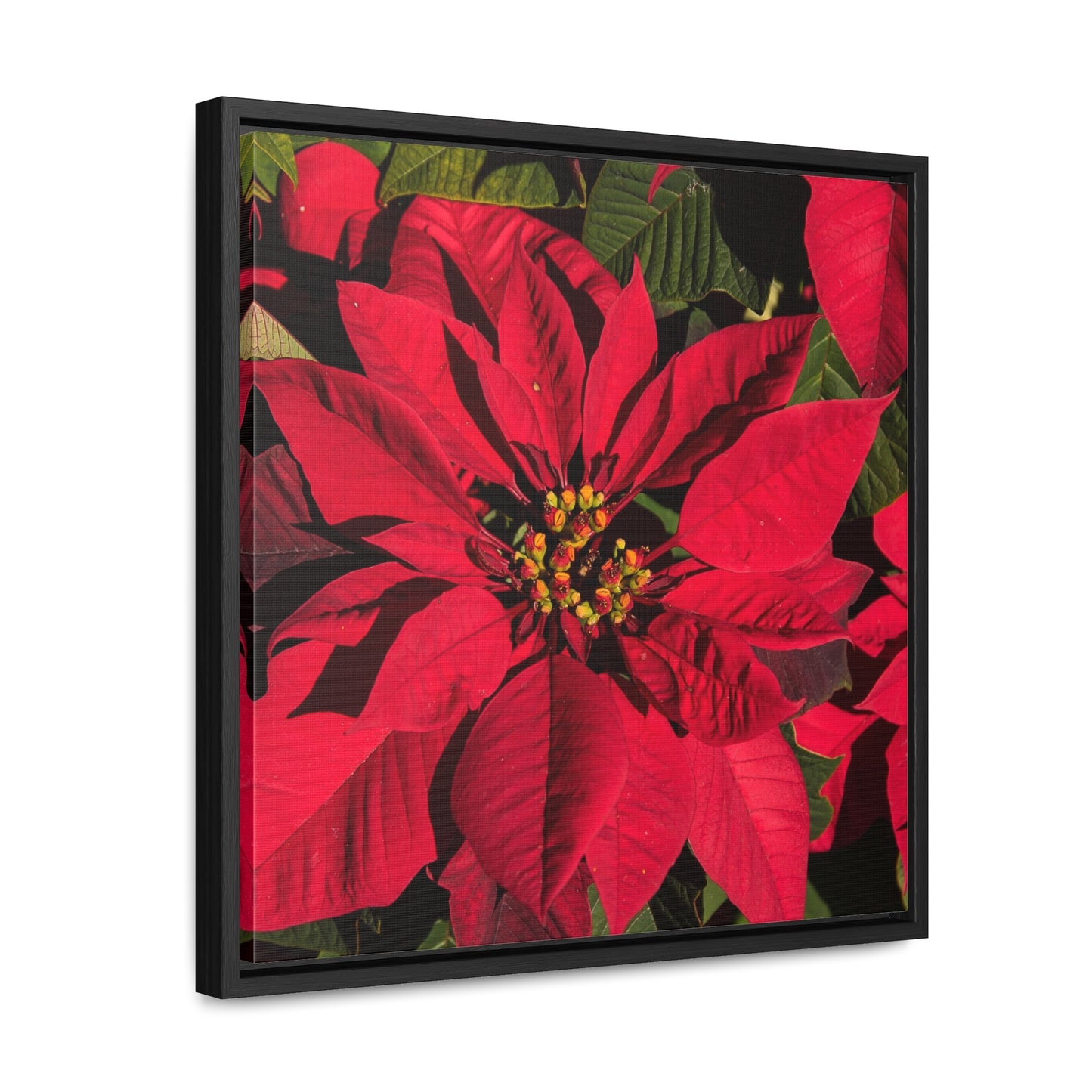 Christmas Poinsettia Gallery Canvas Wraps, Black Frame