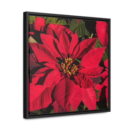 Christmas Poinsettia Gallery Canvas Wraps, Black Frame