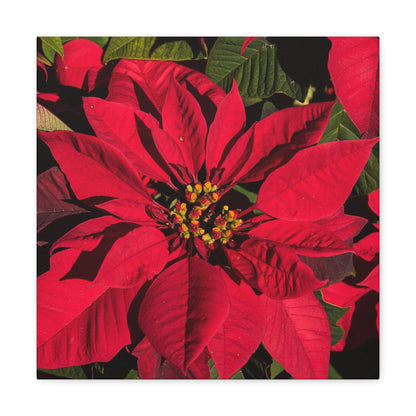 Christmas Poinsettia Canvas Gallery Wrap