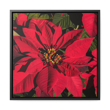 Christmas Poinsettia Gallery Canvas Wraps, Black Frame